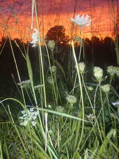 WildCarrotCoxFarmSunset