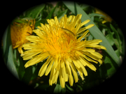 Dandilion